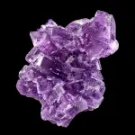 Neptune Molly
